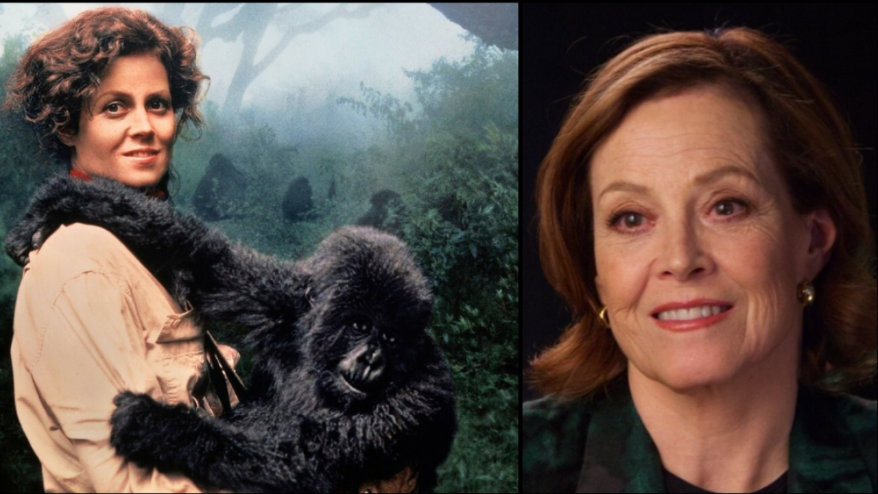 Gorilles dans la brume/Héroïne de style : soirée spéciale Sigourney Weaver sur Arte