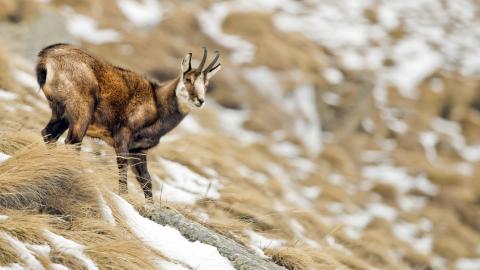 Chamois