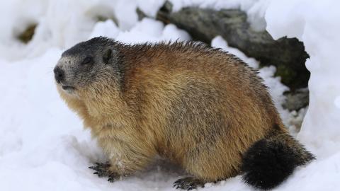 Marmotte