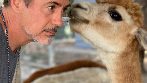 Robert Downey Jr., l’ami des bêtes