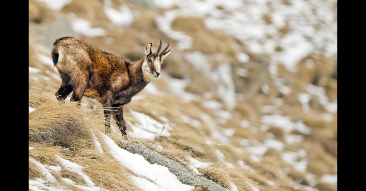 Chamois